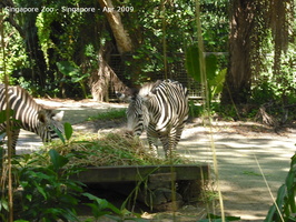 20090423 Singapore Zoo  5 of 31 
